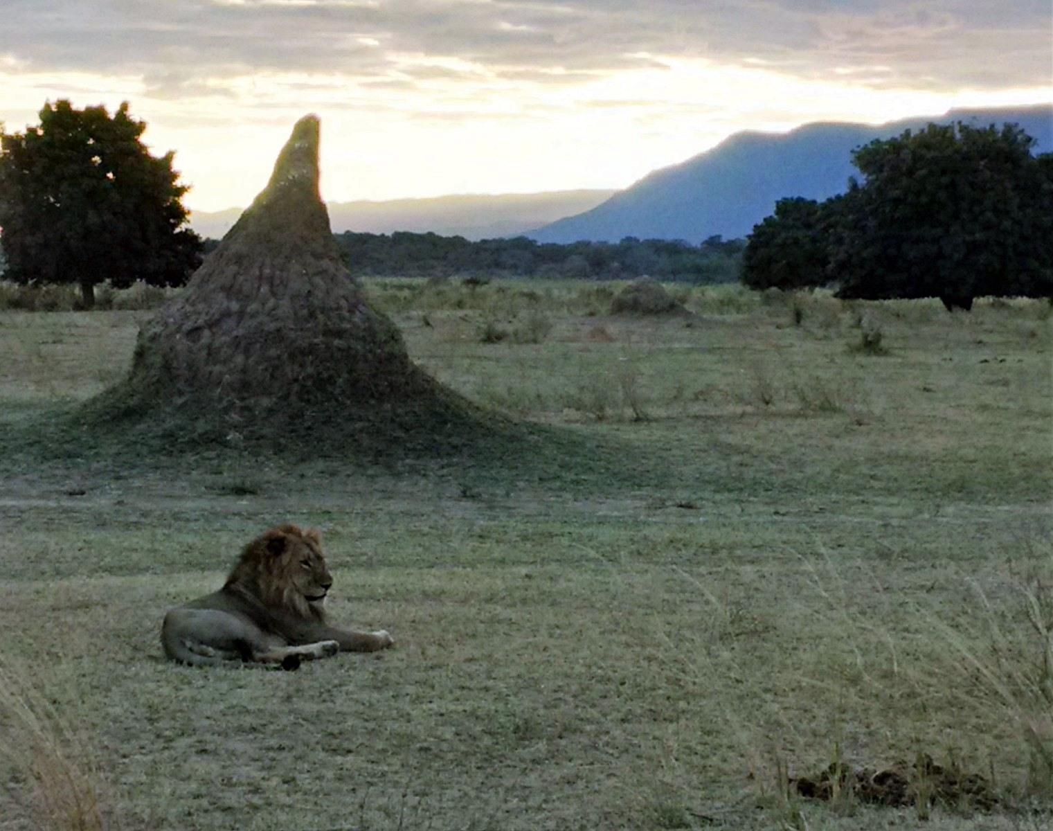 Mana Pools | LAT.40