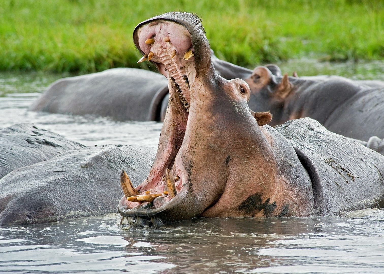 Mana Pools | LAT.40