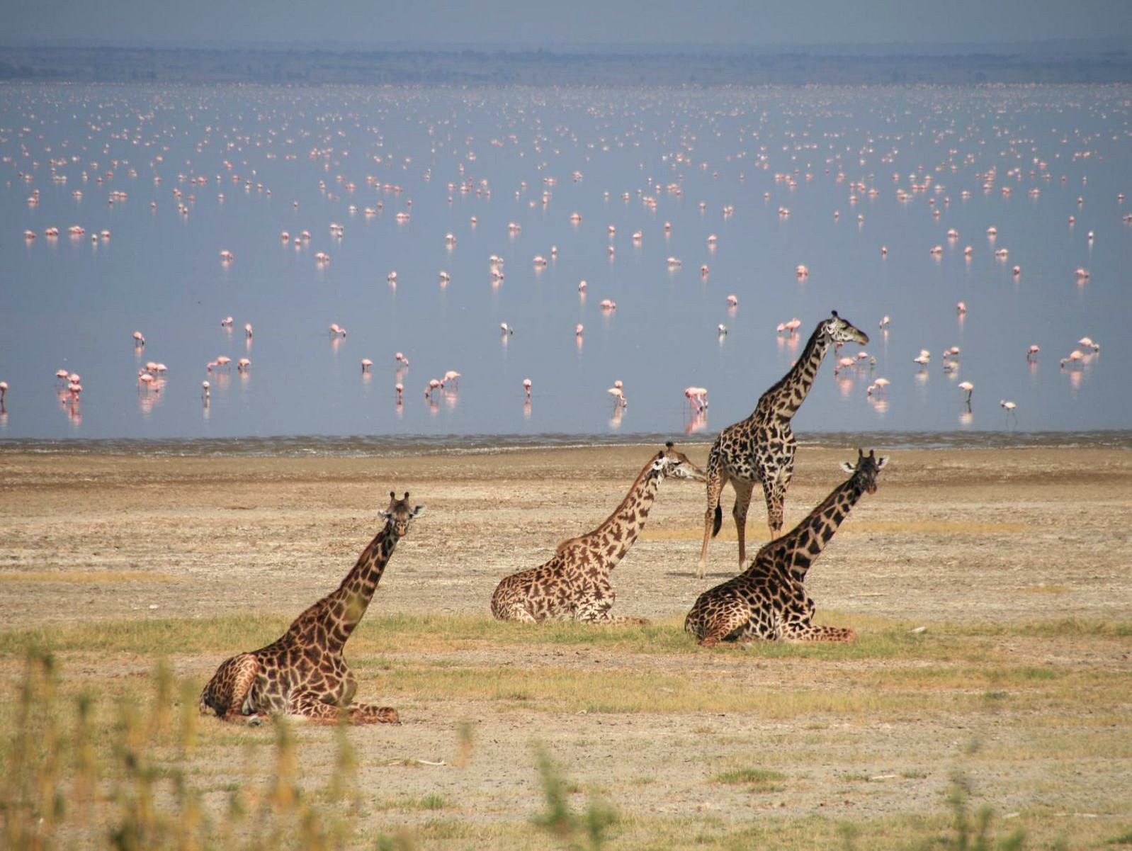 Manyara | LAT.40