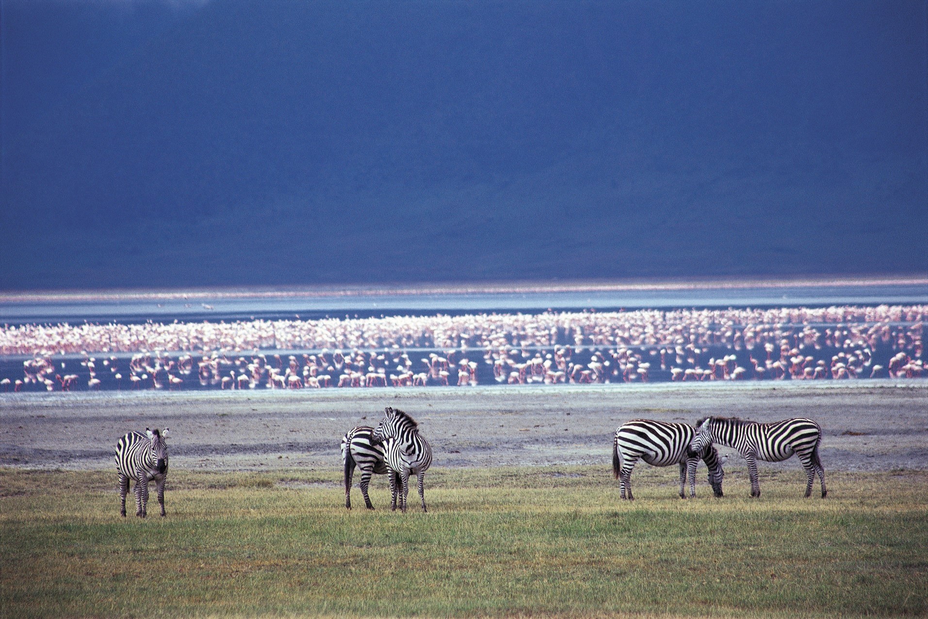 Manyara | LAT.40
