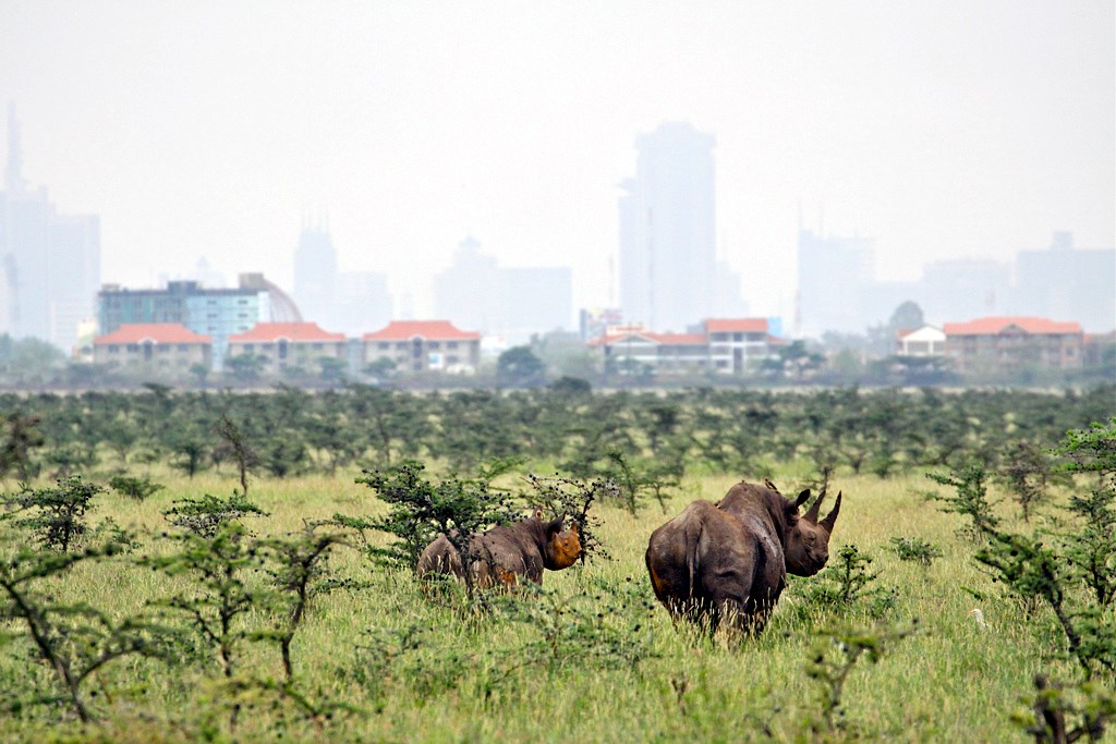 Kenia salvaje y Fanjove Island diseñado por LAT.40