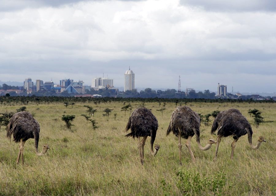 Kenia salvaje y Fanjove Island diseñado por LAT.40