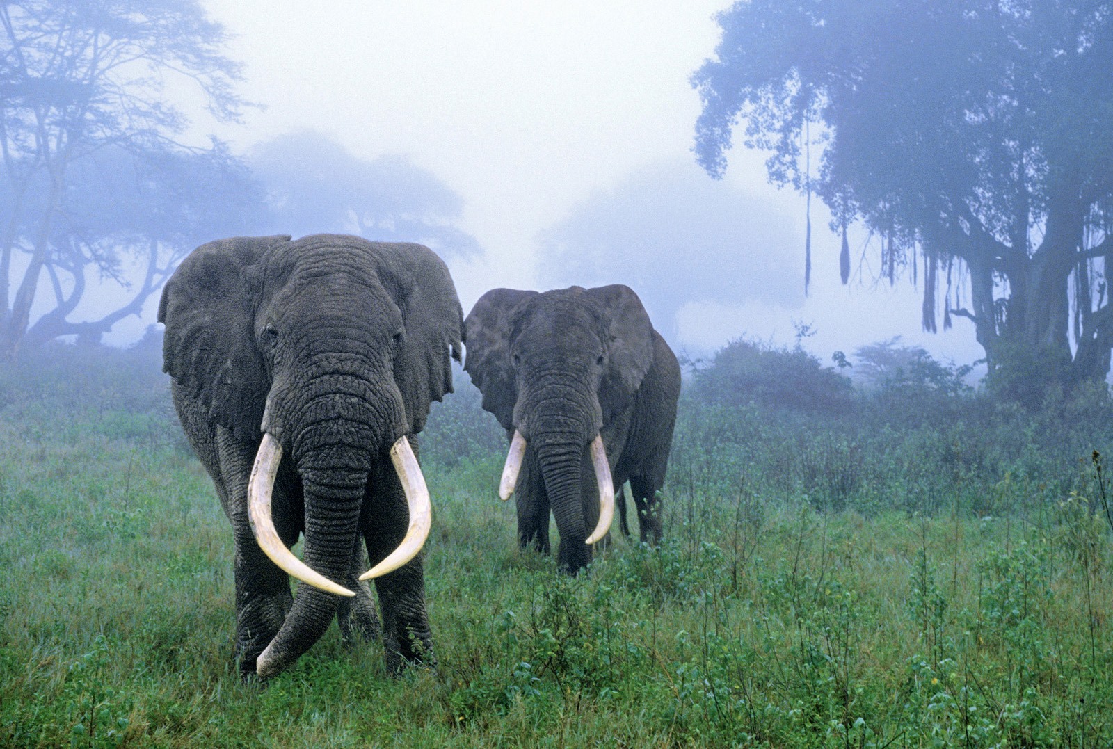 Ngorongoro | LAT.40