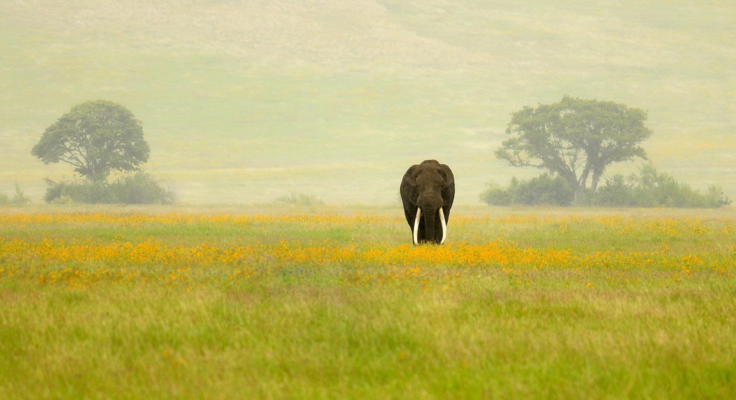 Ngorongoro | LAT.40