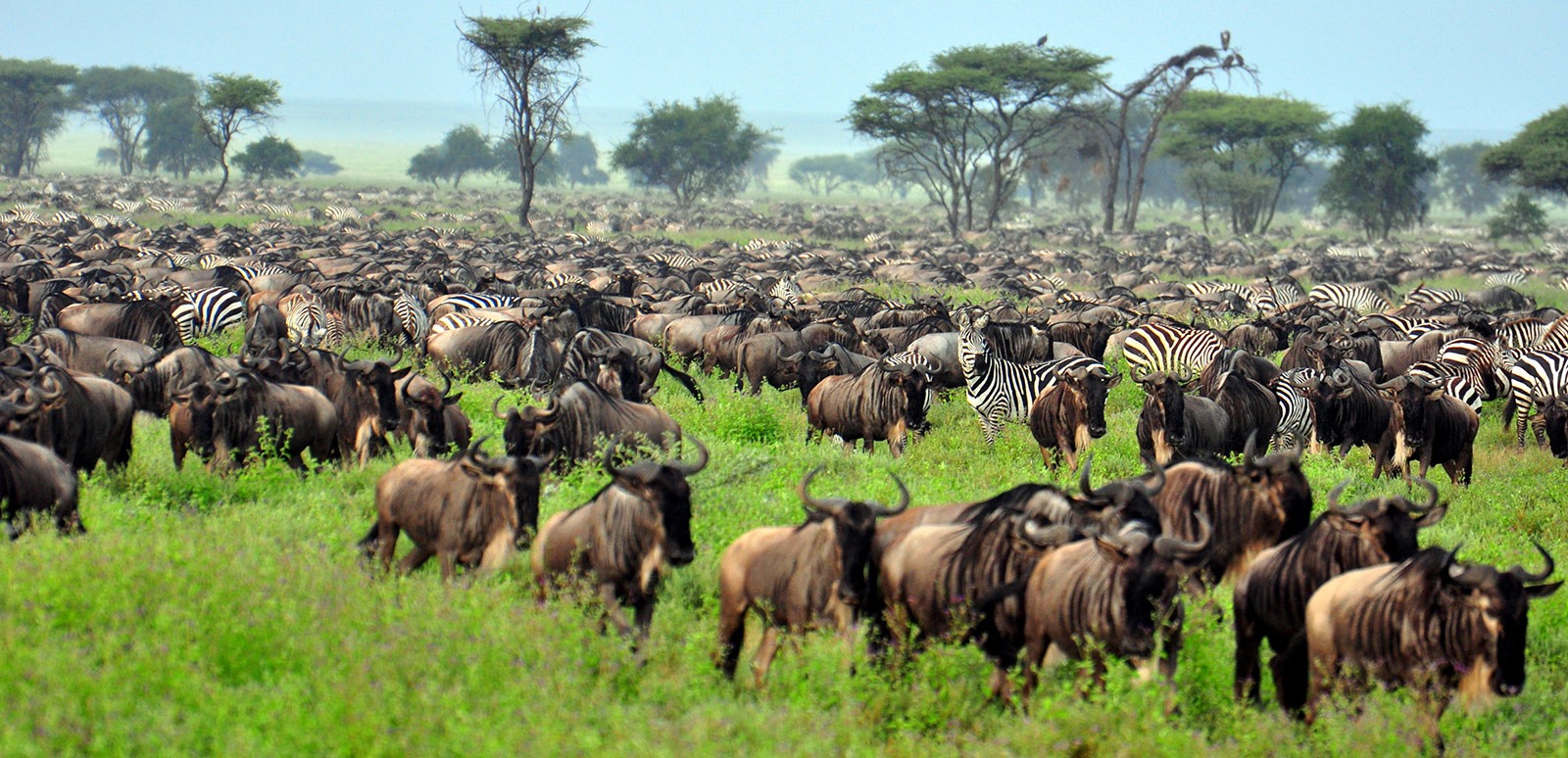 Ngorongoro | LAT.40