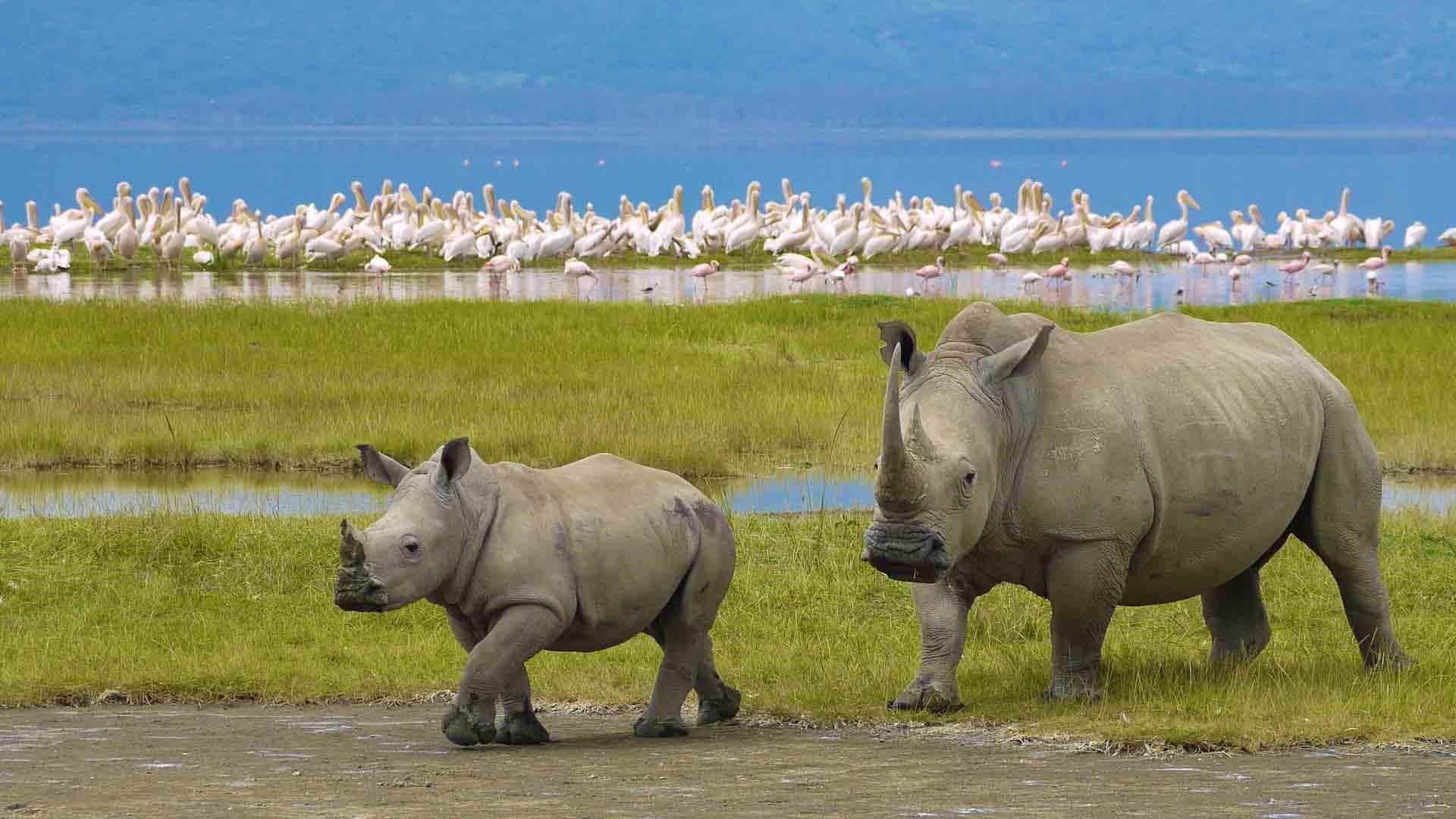 Ngorongoro | LAT.40
