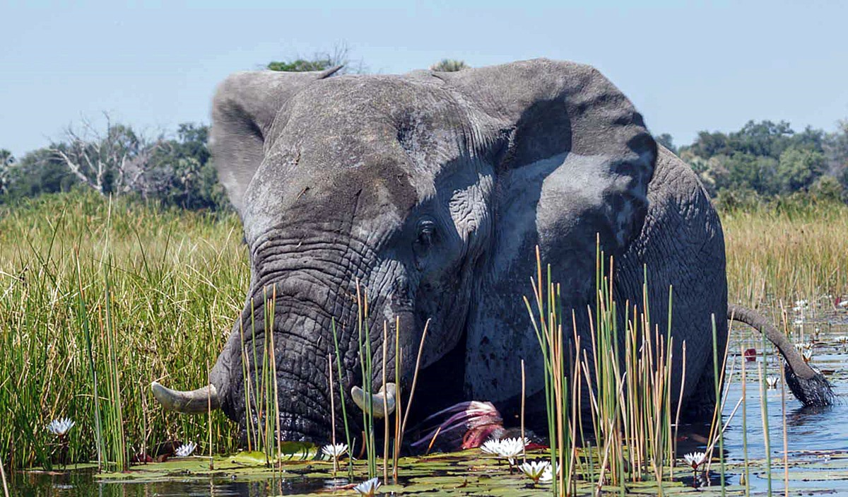 BELMOND EAGLE ISLAND LODGE en Delta Okavango