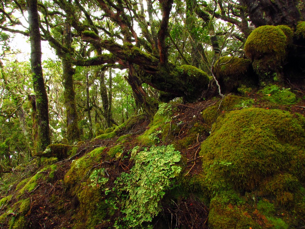 Paparoa | LAT.40