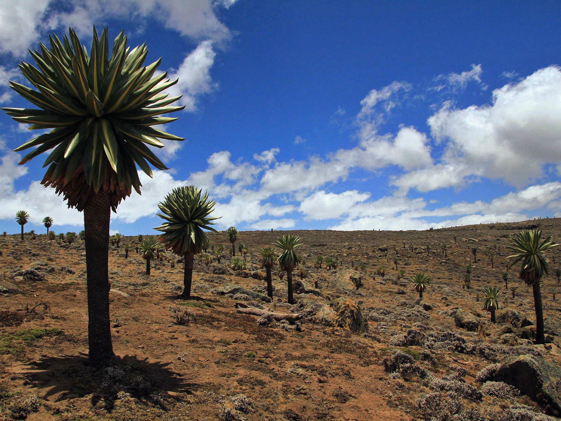 Parque Nacional del Monte Bale | LAT.40
