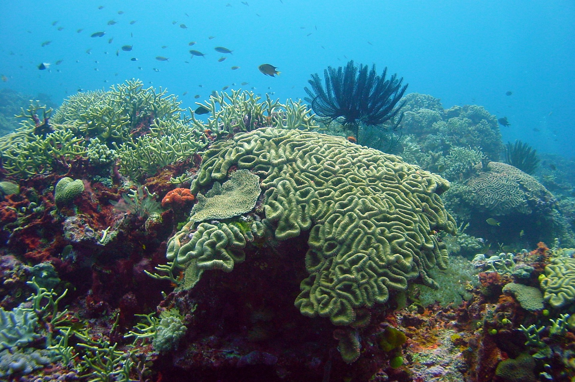 Pulau Gaya | LAT.40