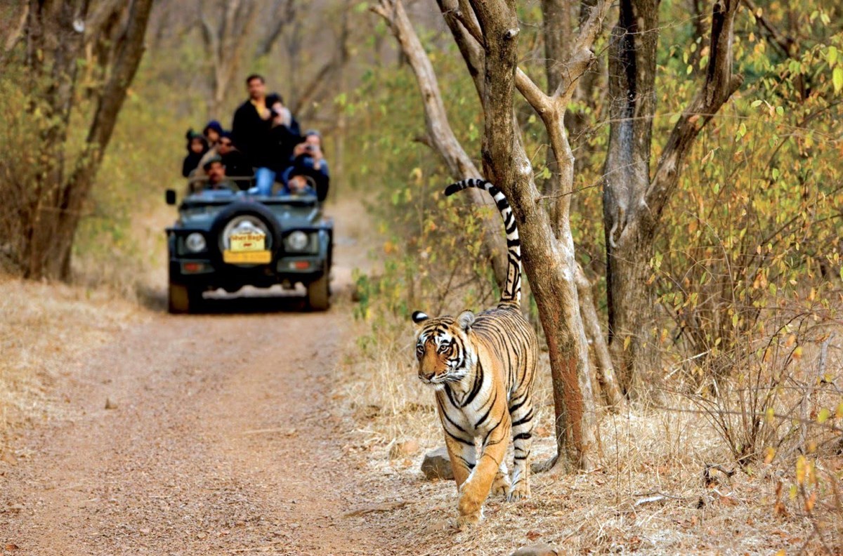 Ranthambore | LAT.40