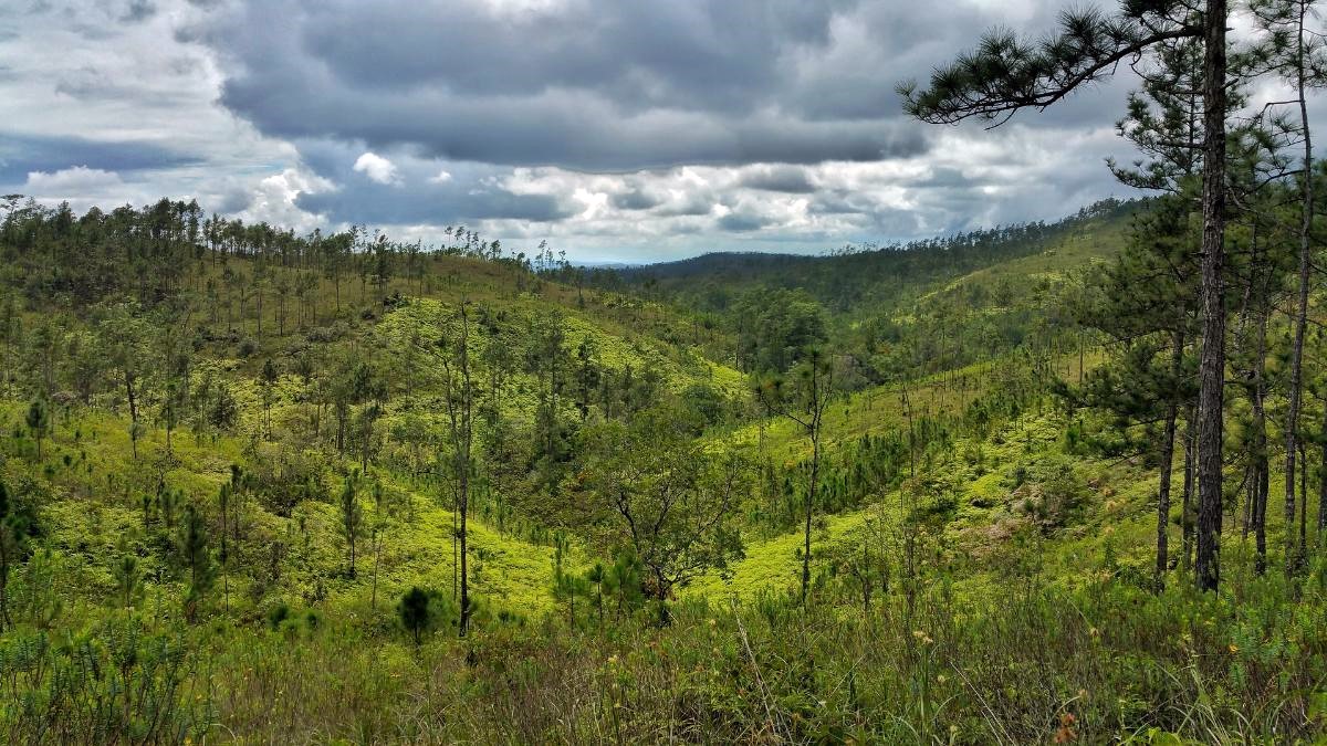 Reserva forestal mountain pine ridge | LAT.40