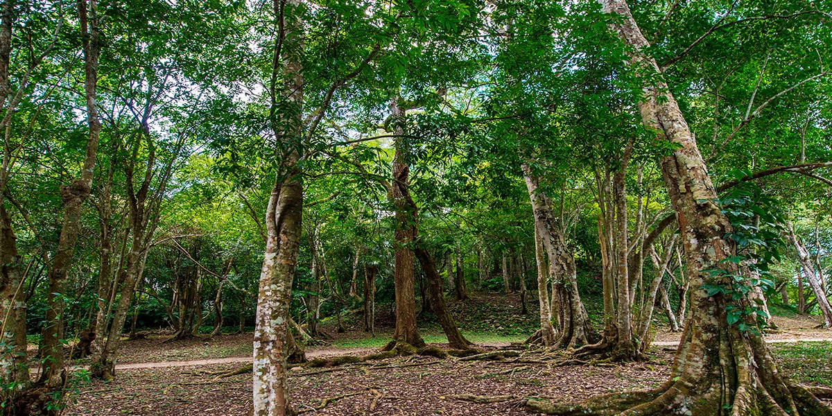 Reserva forestal mountain pine ridge | LAT.40