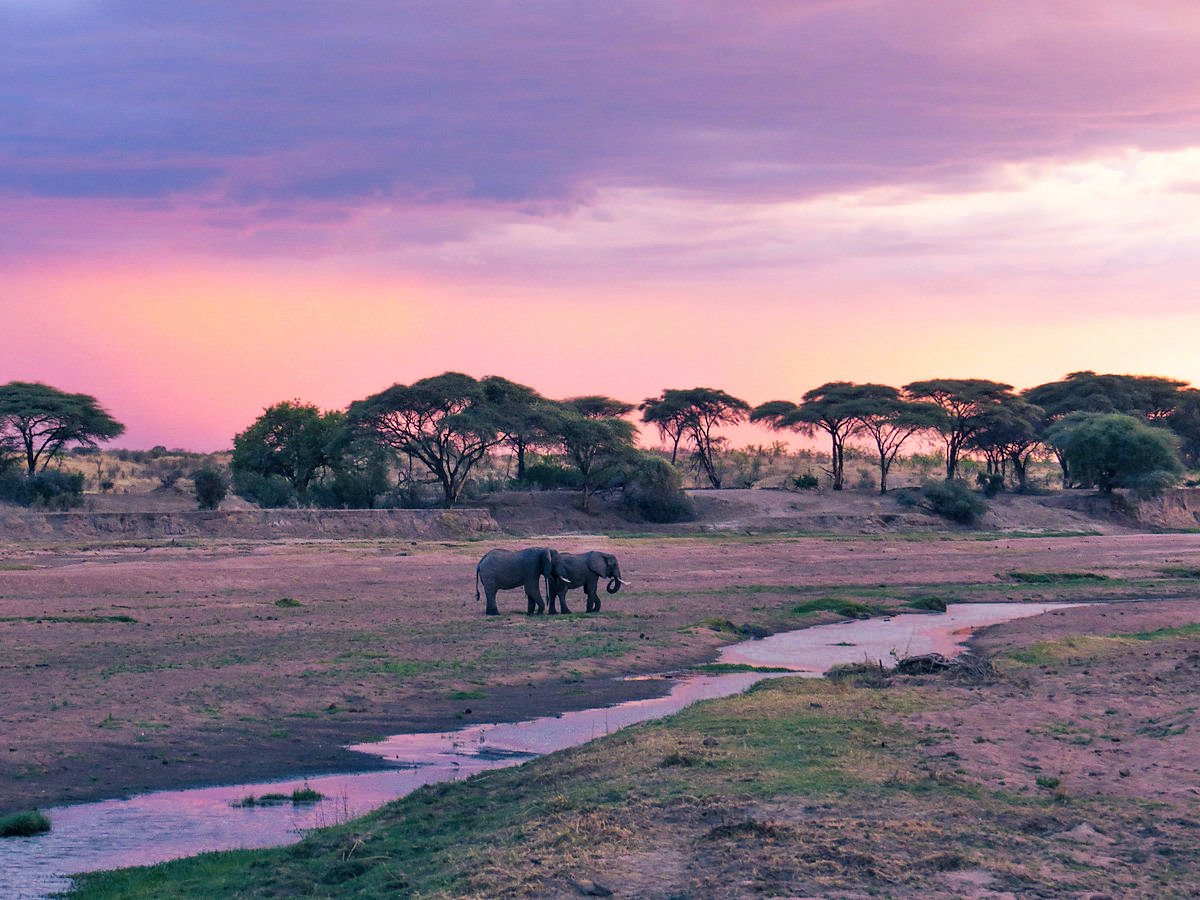 Ruaha | LAT.40