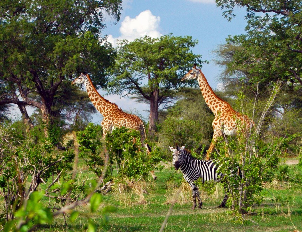 Ruaha | LAT.40