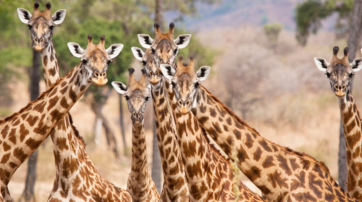 Ruaha | LAT.40