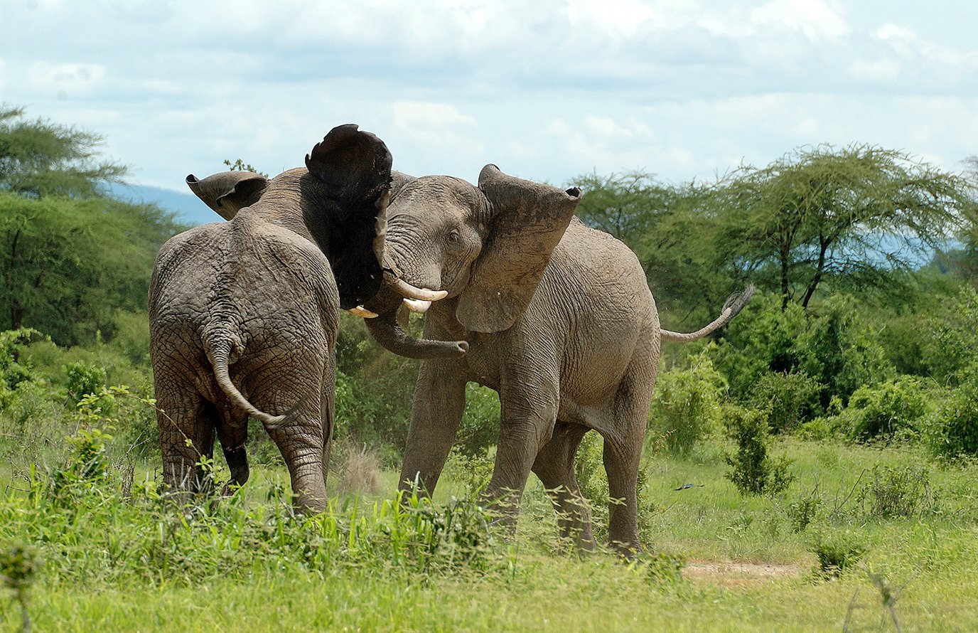 Luna de miel Ruaha, Selous y Fanjove diseñado por LAT.40