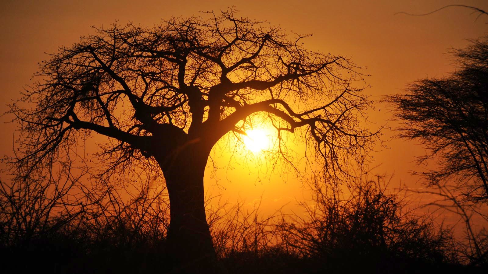 Ruaha | LAT.40