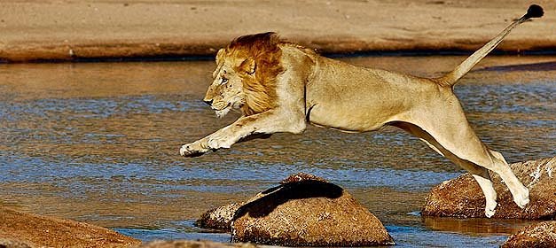 Ruaha | LAT.40