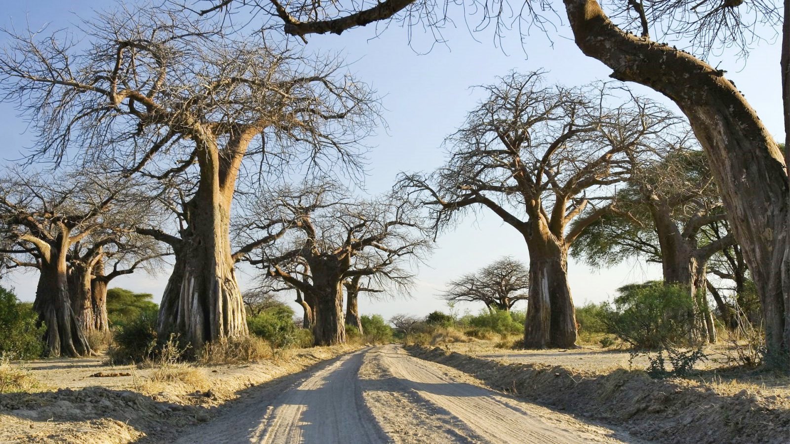 Ruaha | LAT.40