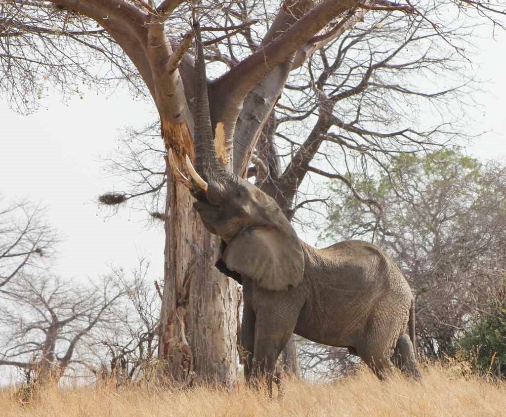 Ruaha | LAT.40