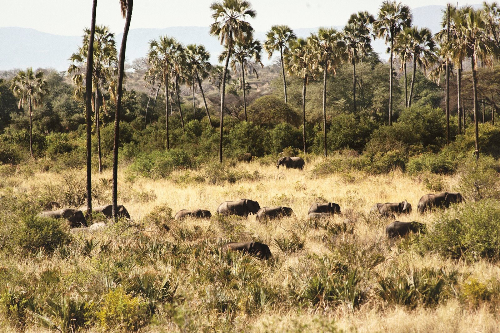 Ruaha | LAT.40