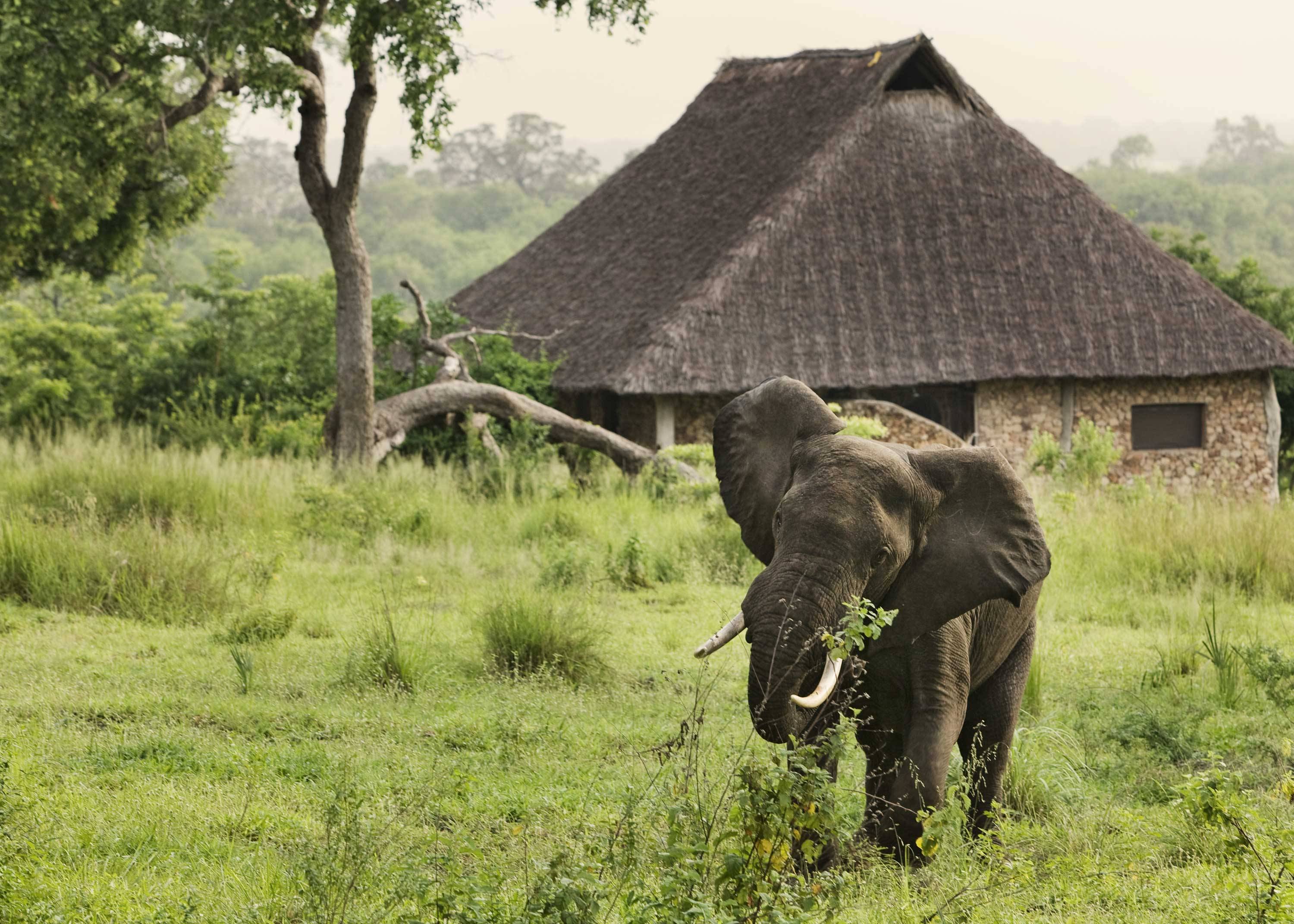 Selous Reserve