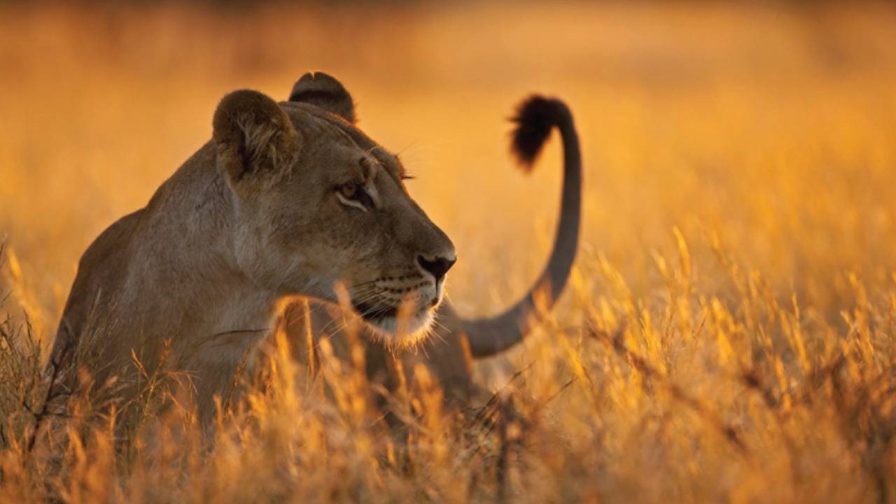 Serengeti | LAT.40