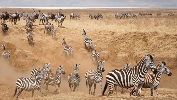 Exclusivo viaje a Serengeti y Fanjove diseñado por LAT.40