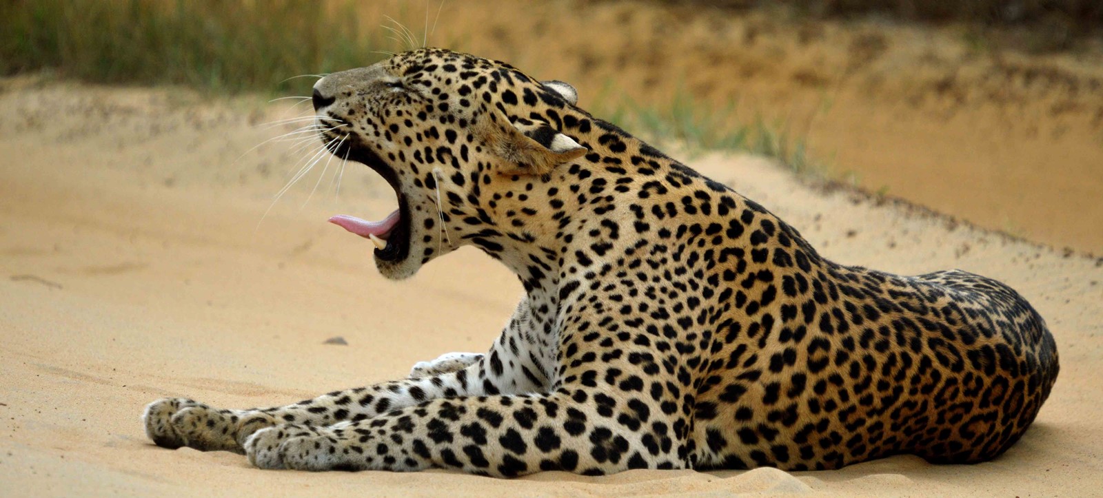 Wilpattu National Park | LAT.40