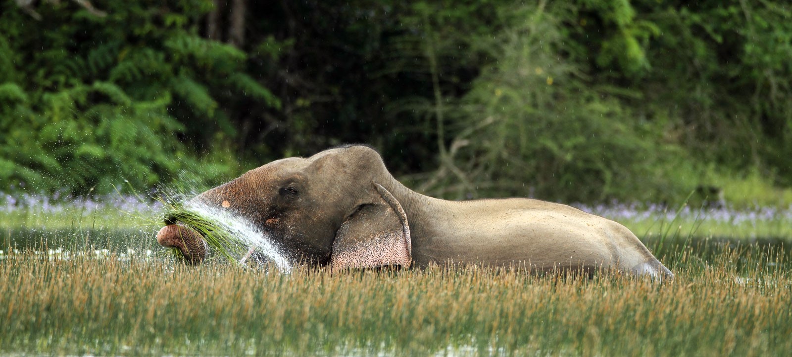Wilpattu National Park | LAT.40