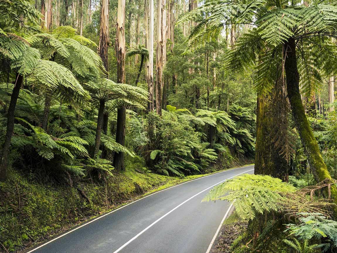 Yarra Ranges | LAT.40