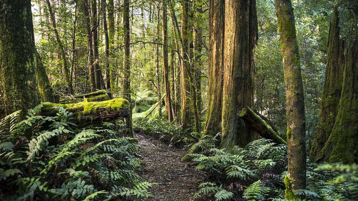 Yarra Ranges | LAT.40