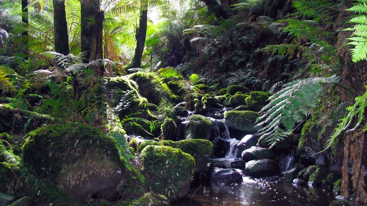 Yarra Ranges | LAT.40