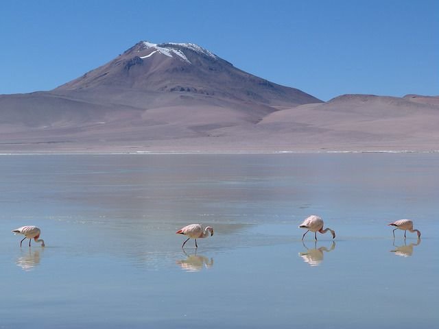 Eduardo Avaroa | LAT.40