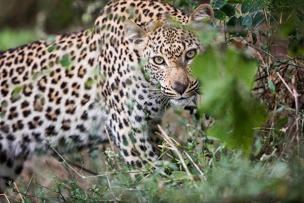 Old Mondoro Bush Camp en Lower Zambezi