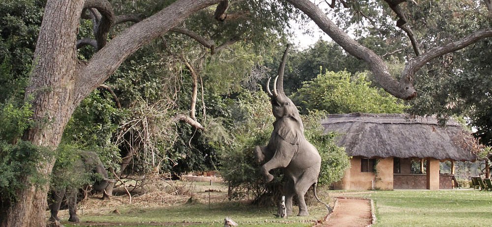Luangwa Valley