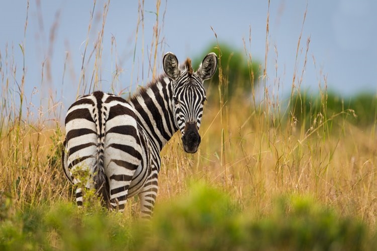 1920's Cottar's Safari Camp en Masai Mara