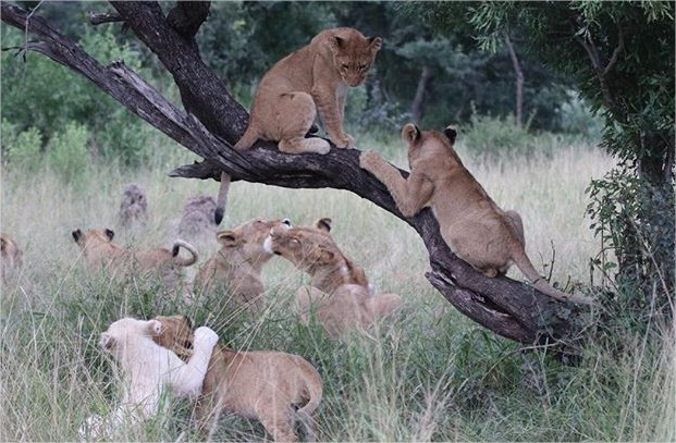 Ngala Private Game Reserve