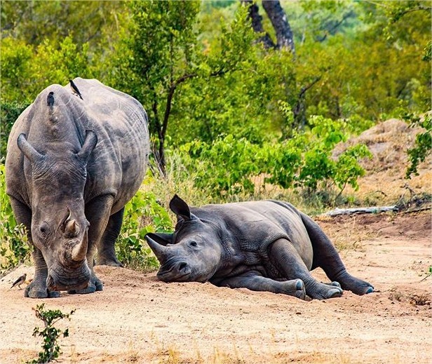 andbeyond-ngala en Ngala Private Game Reserve
