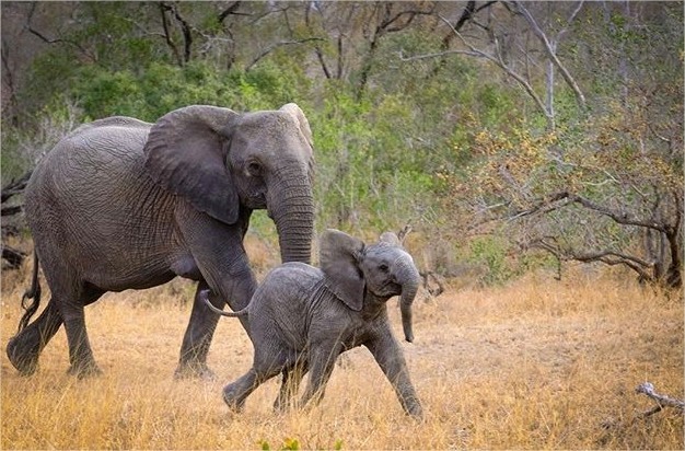 andbeyond-ngala en Ngala Private Game Reserve
