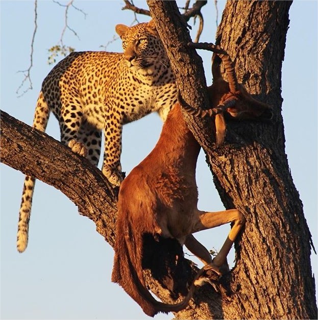 andbeyond-ngala en Ngala Private Game Reserve