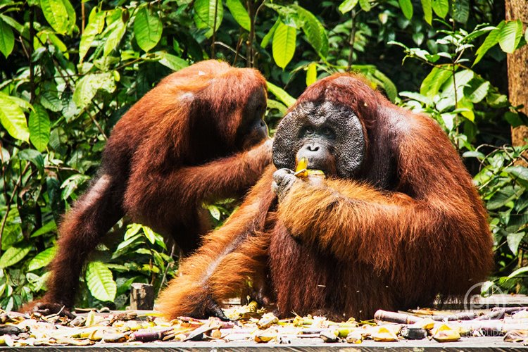borneo sur | LAT.40