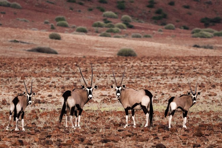 Damaraland | LAT.40