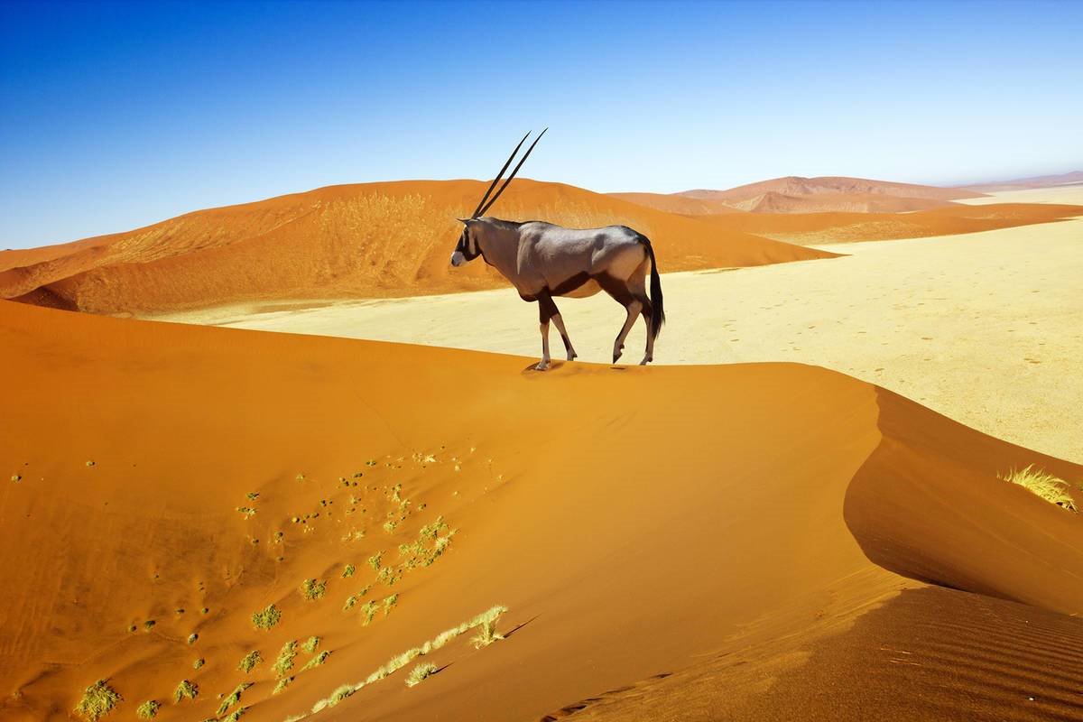 Desierto del Namib | LAT.40