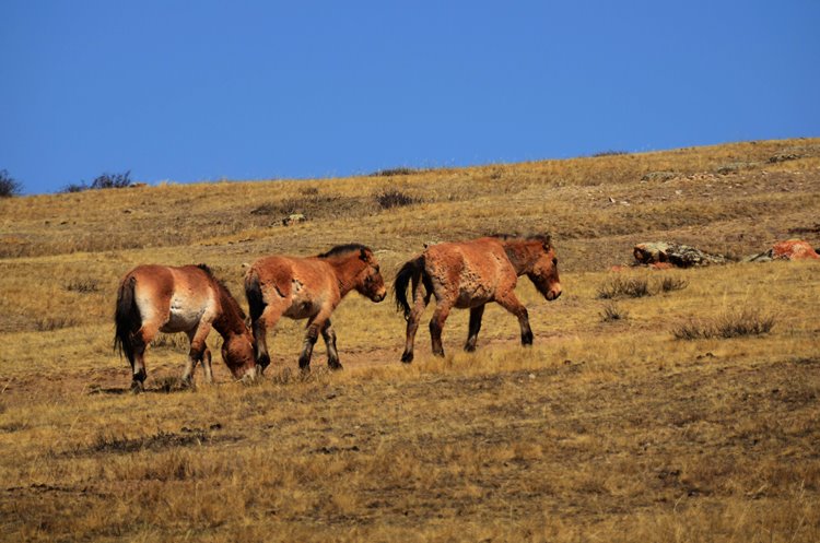 Khustai National Park | LAT.40