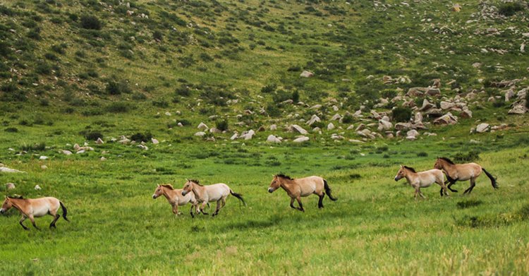 Khustai National Park | LAT.40