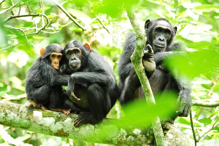 Kibale National Park