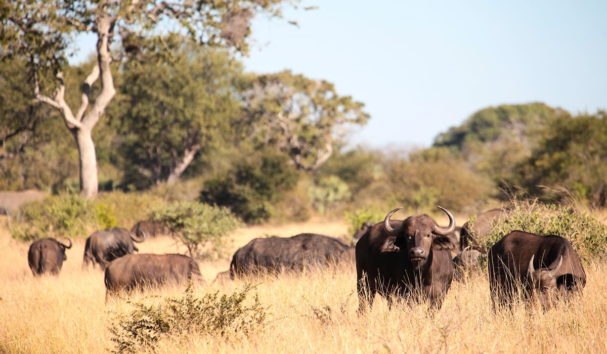 Singita Lebombo Lodge en Singita Private Concession (Kruger)