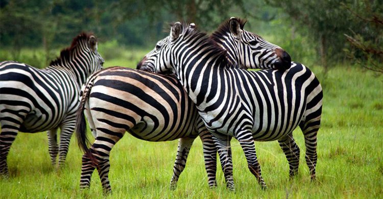 Lake Mburo National Park